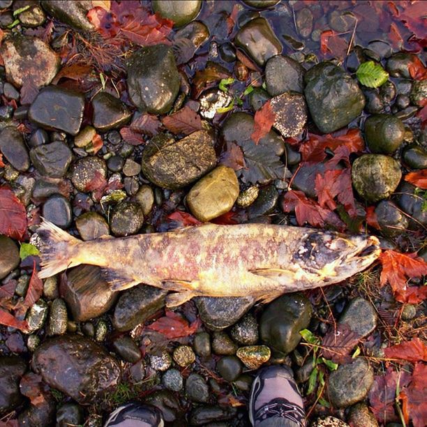 high angle view, low section, shoe, person, personal perspective, stone - object, leaf, standing, autumn, abundance, outdoors, day, directly above, large group of objects, fallen, pebble, food and drink