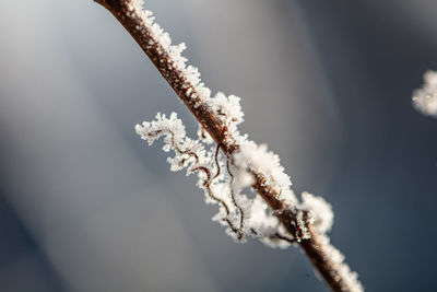 frost