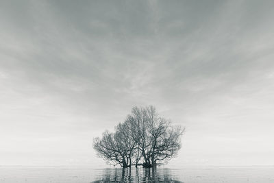 Scenic view of minimalist sea and branches