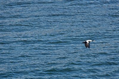 View of seagull swimming in sea