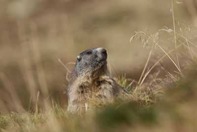 Marmot in an alpine environment