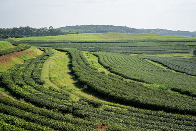 Scenic view of agricultural field against sky