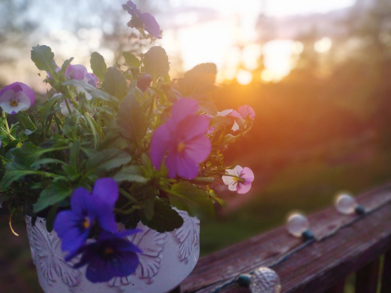 flower, flowering plant, plant, nature, beauty in nature, freshness, blossom, purple, sunlight, floristry, sunset, petal, close-up, sky, flower head, outdoors, multi colored, sun, bouquet, springtime, growth, summer, no people, back lit, fragility, sunbeam, focus on foreground, floral design, lens flare, selective focus, pink, macro photography, flower arrangement, inflorescence, day