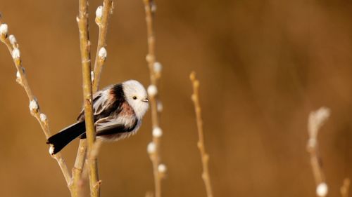 Close-up of bird perching on plant