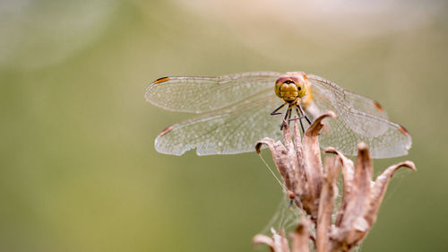 Close-up of dragonfly on leaf