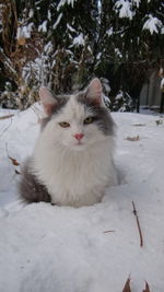 Portrait of white cat sitting on snow