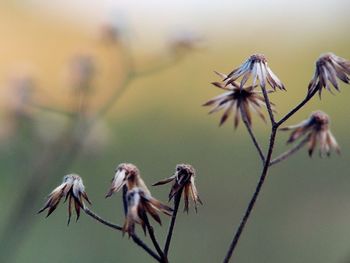 Close-up of wilted plant