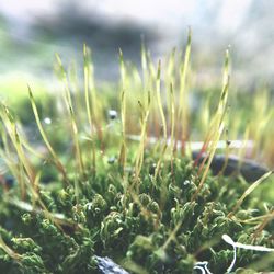 Close-up of grass on field