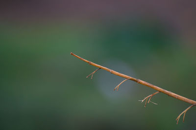 Close-up of plant against blurred background