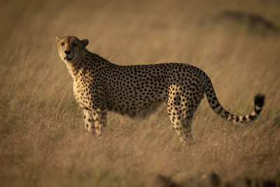 Full length of cheetah on field