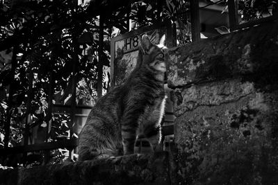 Low angle view of a cat on the wall