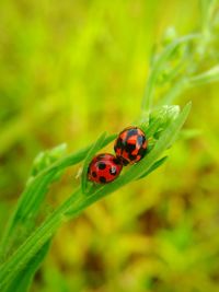 Close-up of ladybug on leaf