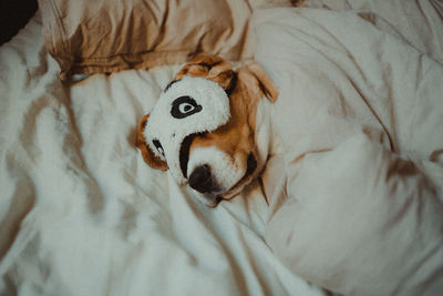 High angle view of dog lying on bed