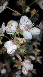 Close-up of white flowers