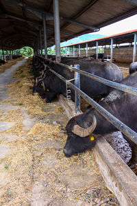 High angle view of cow in shed