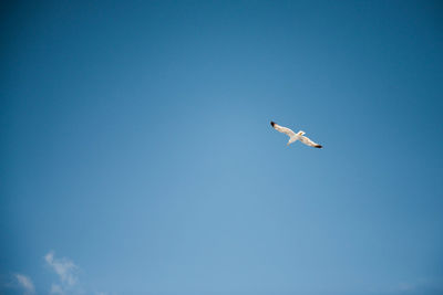 Low angle view of eagle flying against clear blue sky