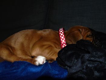 Close-up of dog sleeping