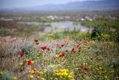 Red poppy flowers growing on land