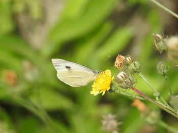 Close-up of butterfly pollinating on flower