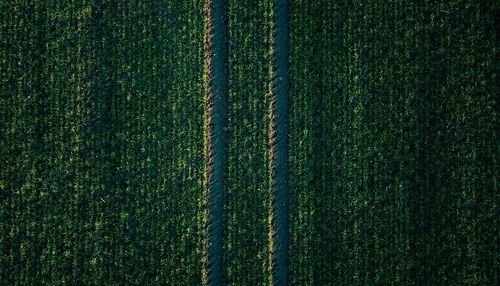 Full frame shot of trees growing on land