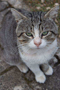 Close-up portrait of tabby cat