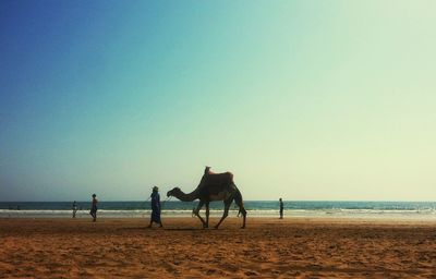 Horse on beach against clear blue sky