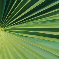 Close-up of palm leaf