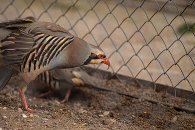 Close-up of a bird on field