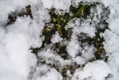 Close-up of snow on plants