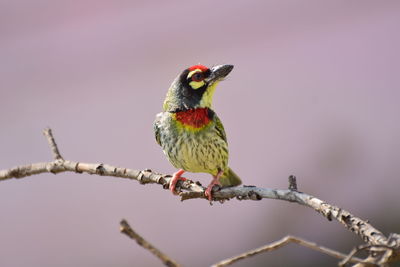 Close-up of bird perching on branch