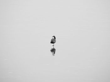 Bird perching on white wall