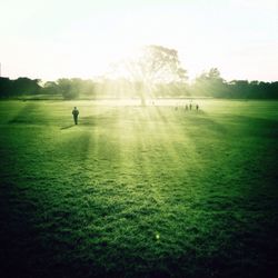 Sun shining over grassy field