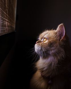 Close-up of a cat looking away