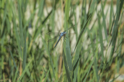 Close-up of insect on grass