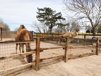 Camel at zoo