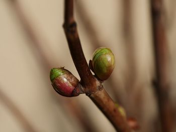 Close-up of buds growing on tree