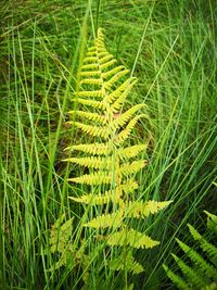 Close-up of fern leaves on field