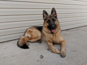 Portrait of dog sitting on floor