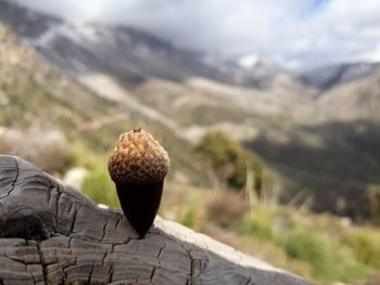 Close-up of oak on land against mountain