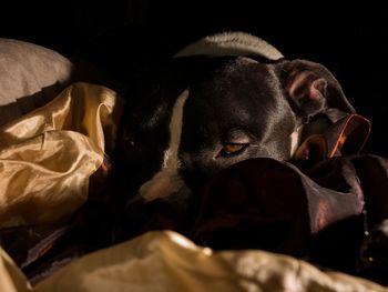 Close-up of dog relaxing at night