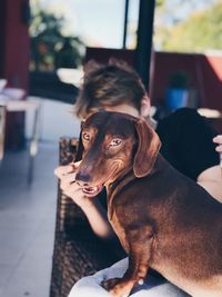 Portrait of dog by boy on sofa at home