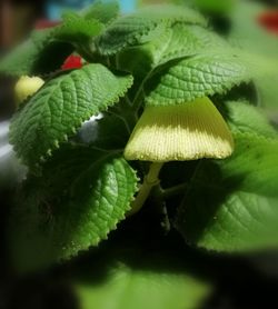 Close-up of green plant