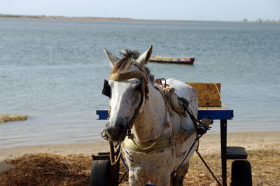 Horse cart by sea against sky