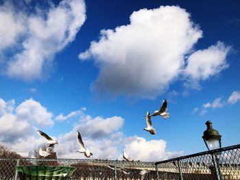 Low angle view of seagulls flying against sky