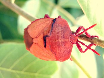 Close-up of leaves