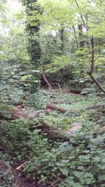 Stream flowing through forest