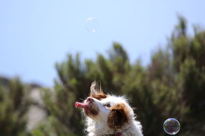 Close-up of dog against sky