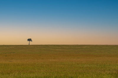 Scenic view of field against clear sky during sunset