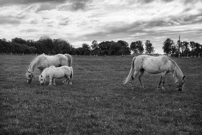 Sheep grazing on field against cloudy sky