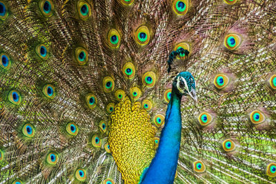 Full frame shot of peacock